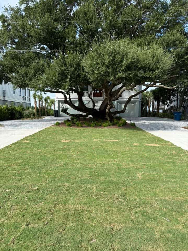 Large, leafy tree in a green yard, with a white house in the background and a paved driveway leading up to the tree.