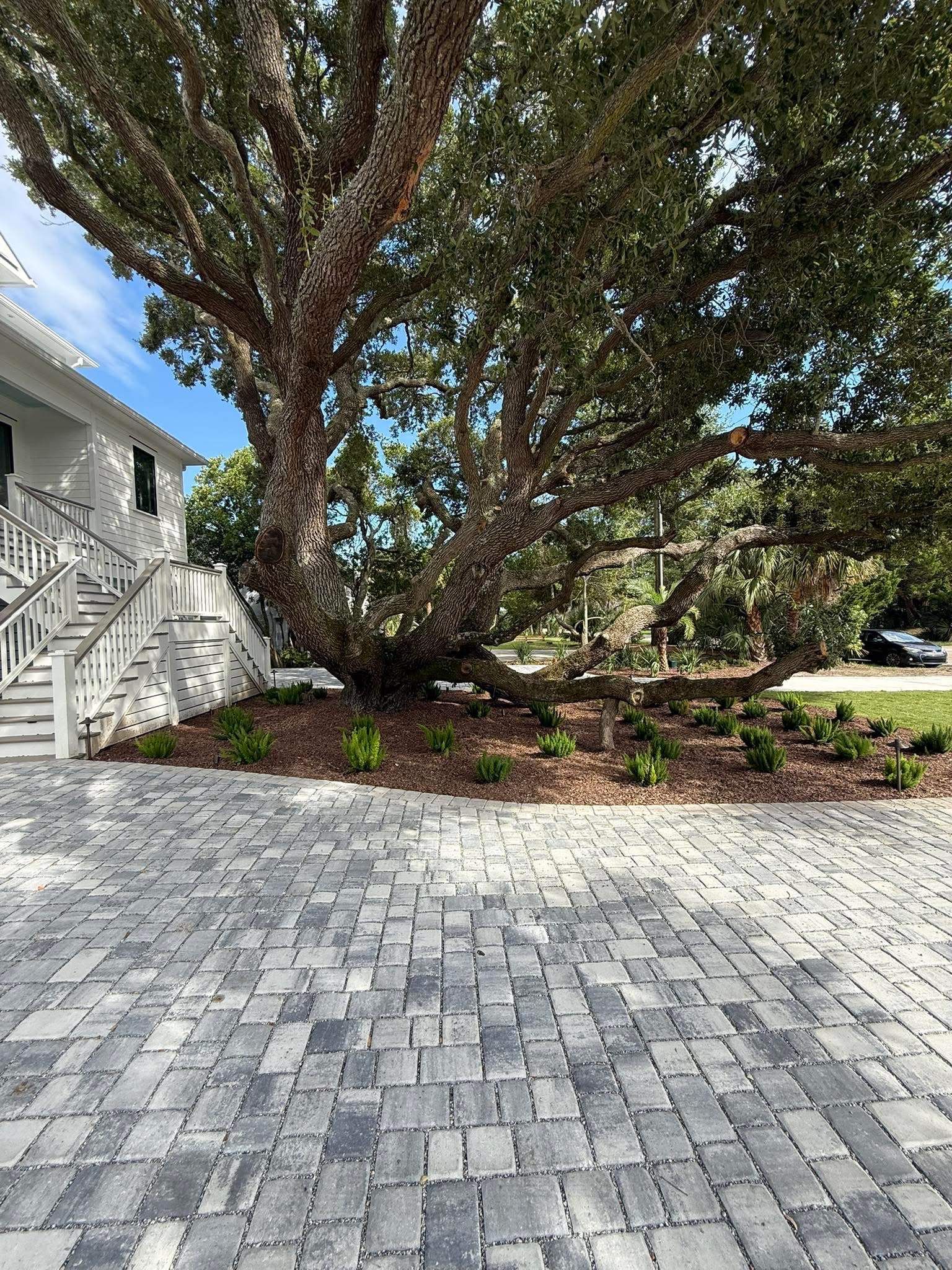 Large tree with sprawling branches next to a white house, on a brick paved driveway.