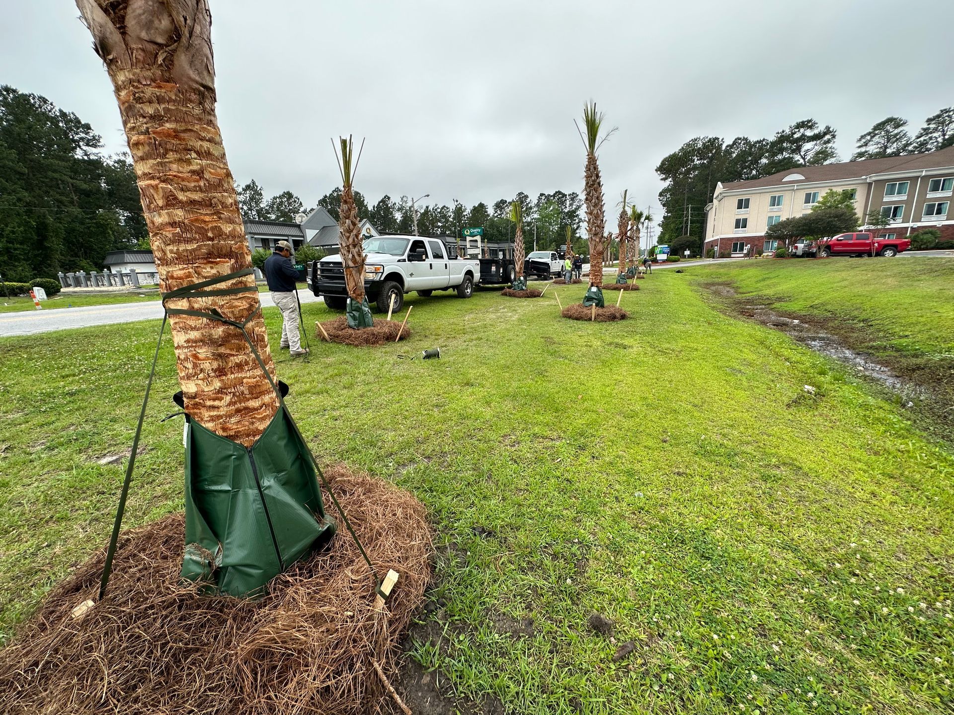 Palm trees being planted in a grassy area, with workers and trucks present.