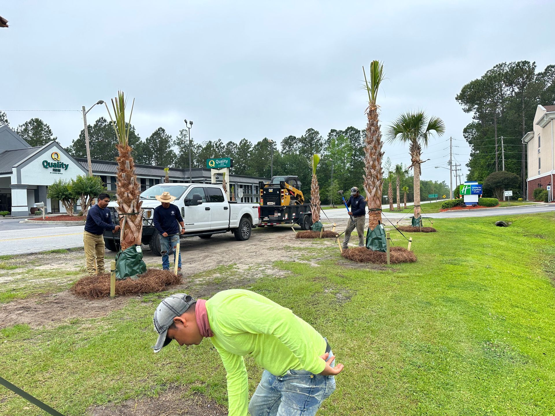 Landscapers planting palm trees near a road, with a pickup truck and machinery. Cloudy day.