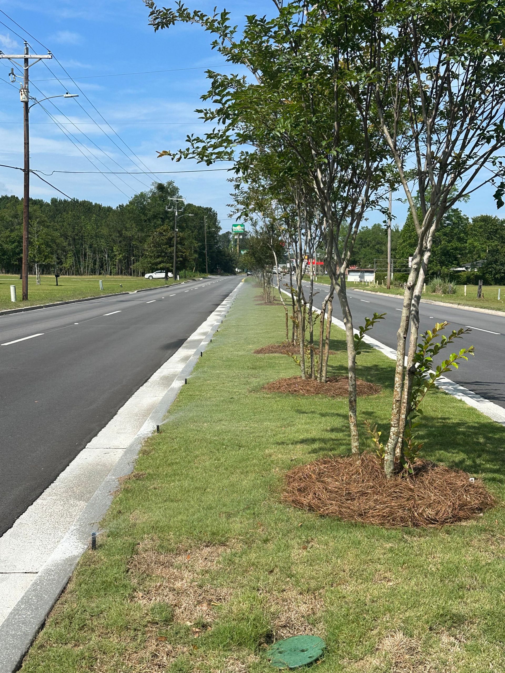 Road with trees planted in a grassy median strip.