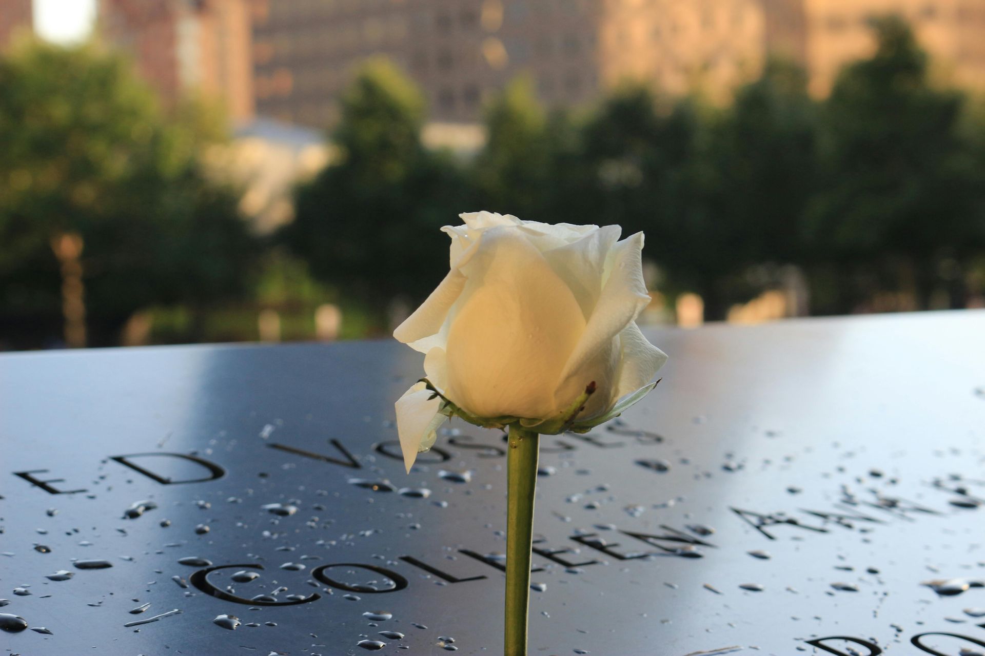 A white rose rests on a memorial wall engraved with names, speckled with water droplets.