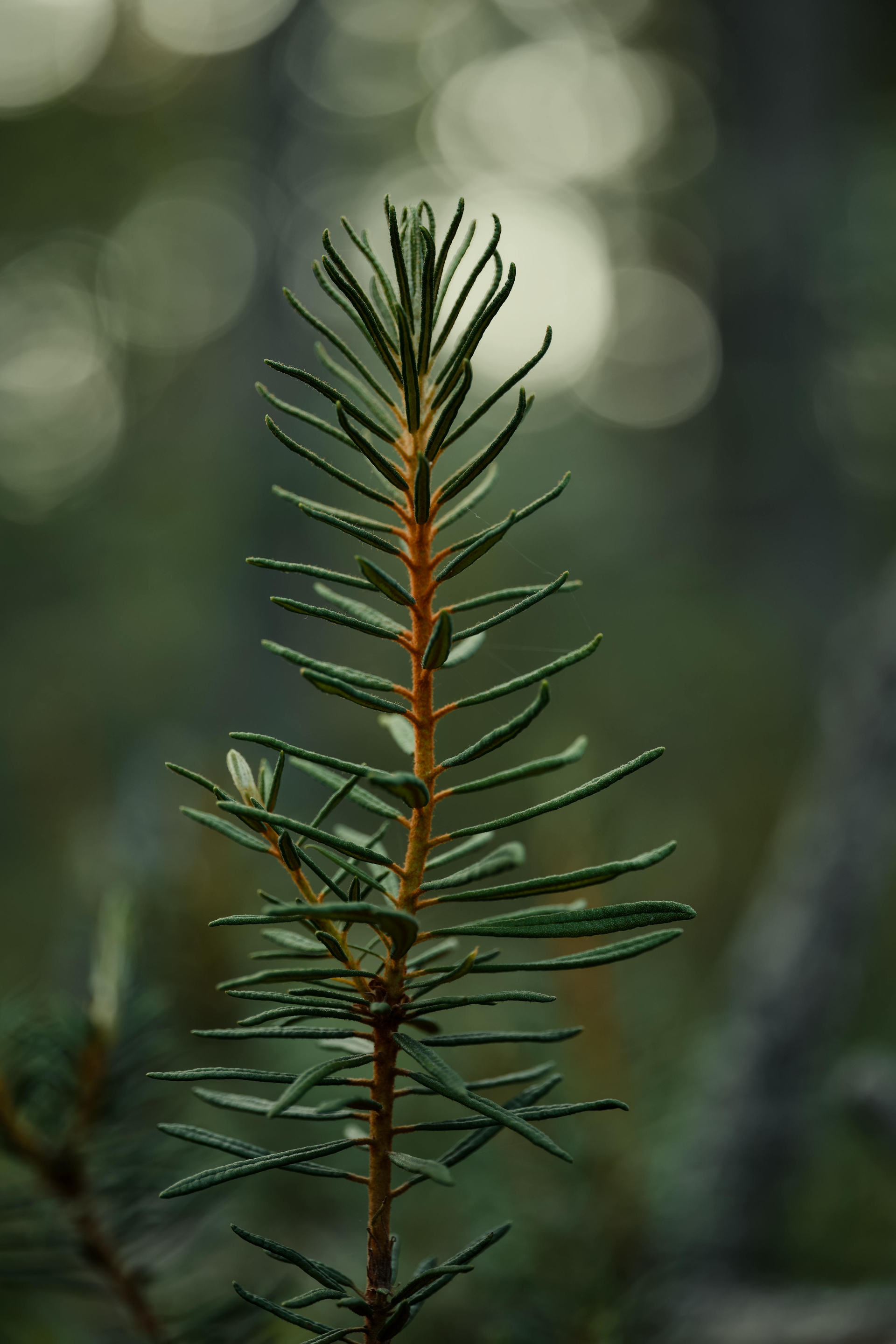 A close up of a pine tree branch with a blurry background.