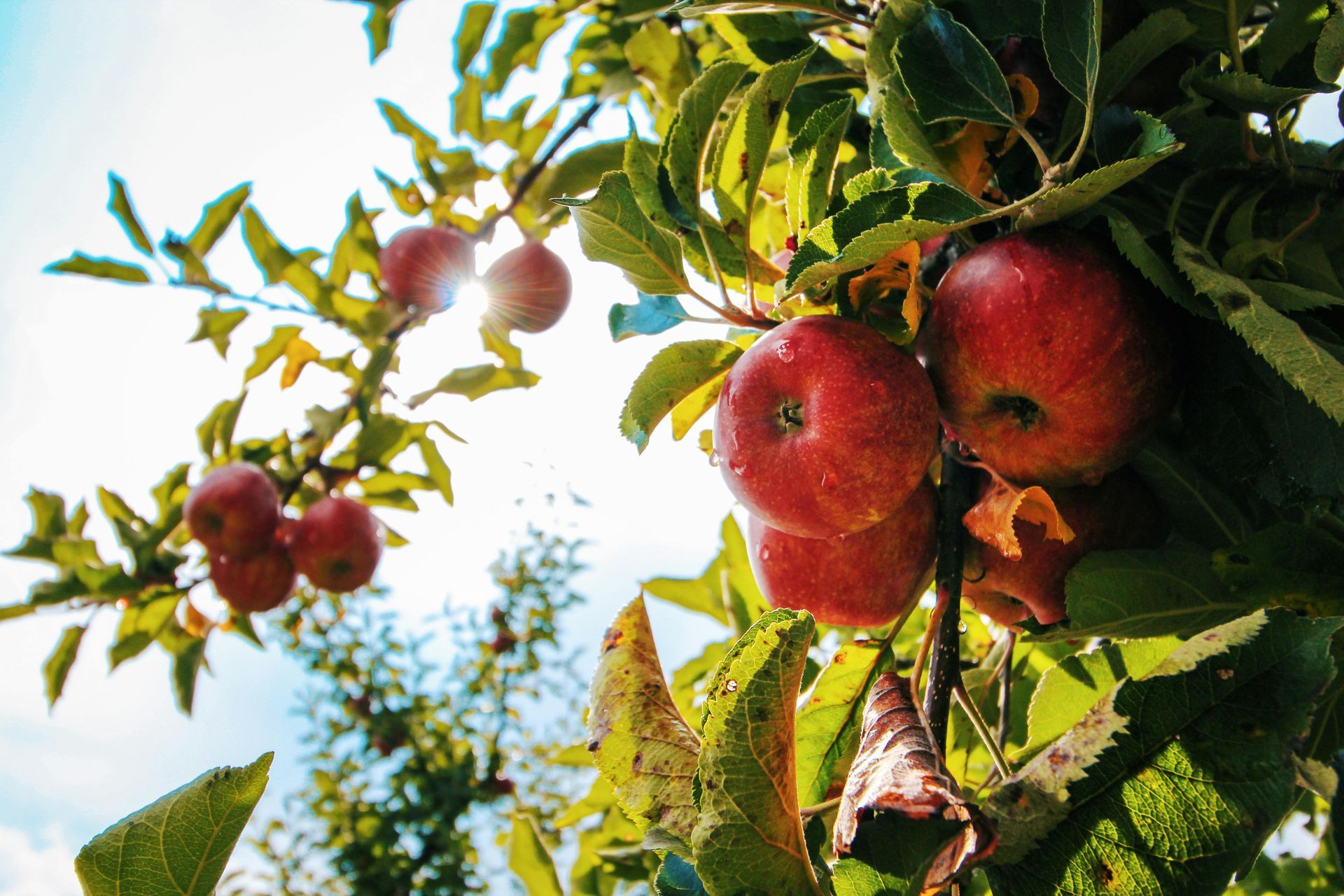 Fresh red apples, wet with morning dew, hanging on the tree, with sunlight catching the leaves