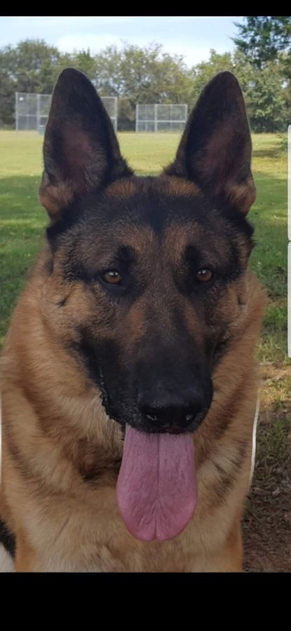german shepherd dog Max