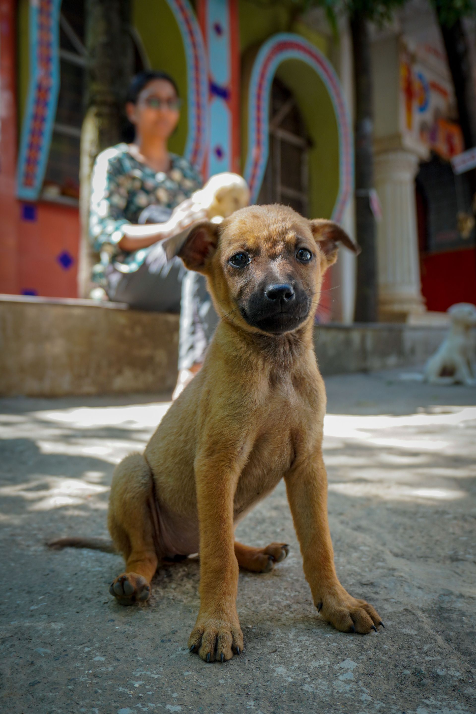Brown puppy sitting on a concrete path in front of a colorful building, with a blurred person behind it