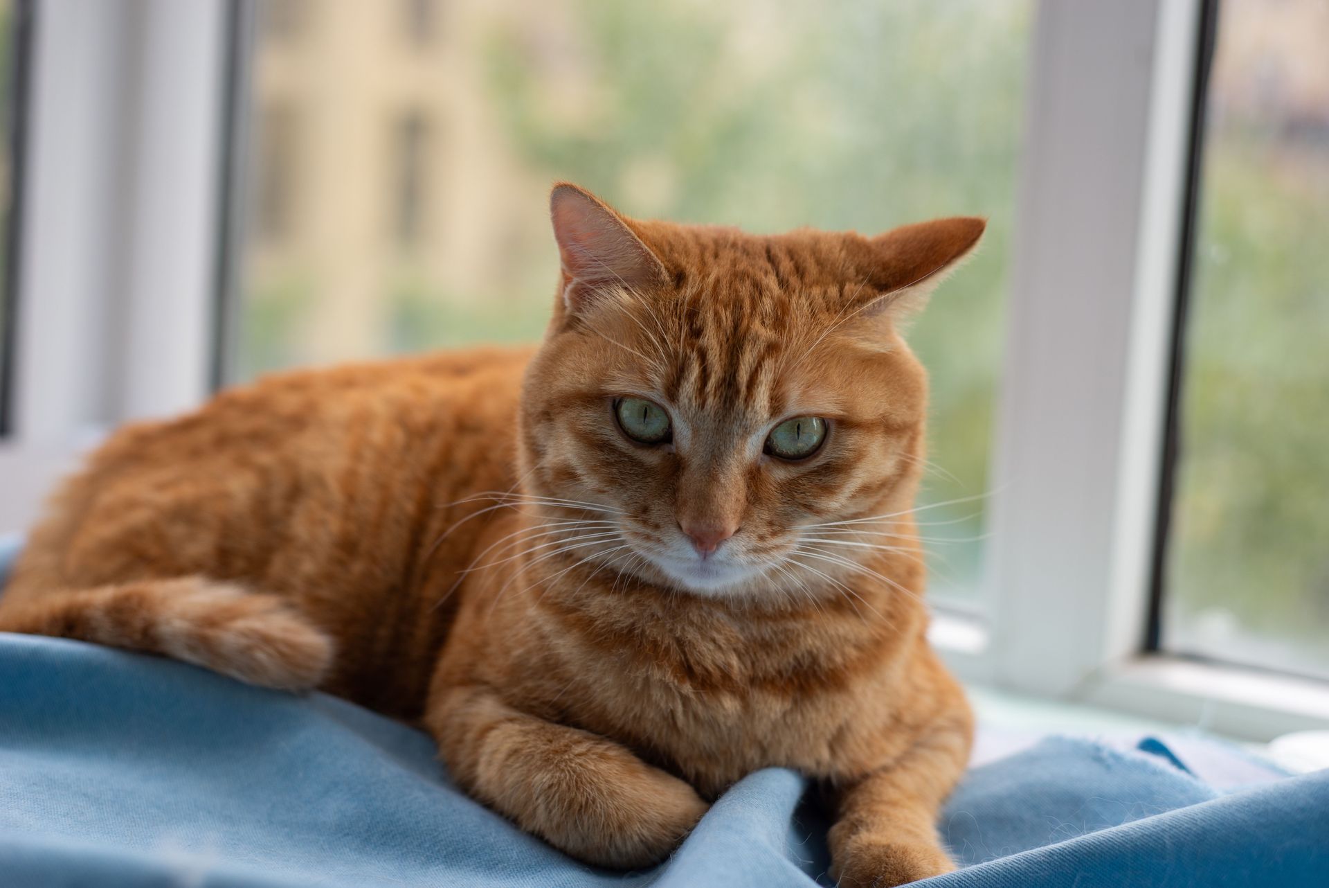 Orange tabby cat resting on a blue blanket by a window