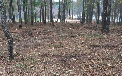 Sparse pine forest with a dirt clearing and misty background behind tree trunks