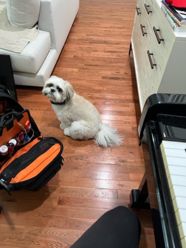 A small dog is sitting on the floor next to a piano