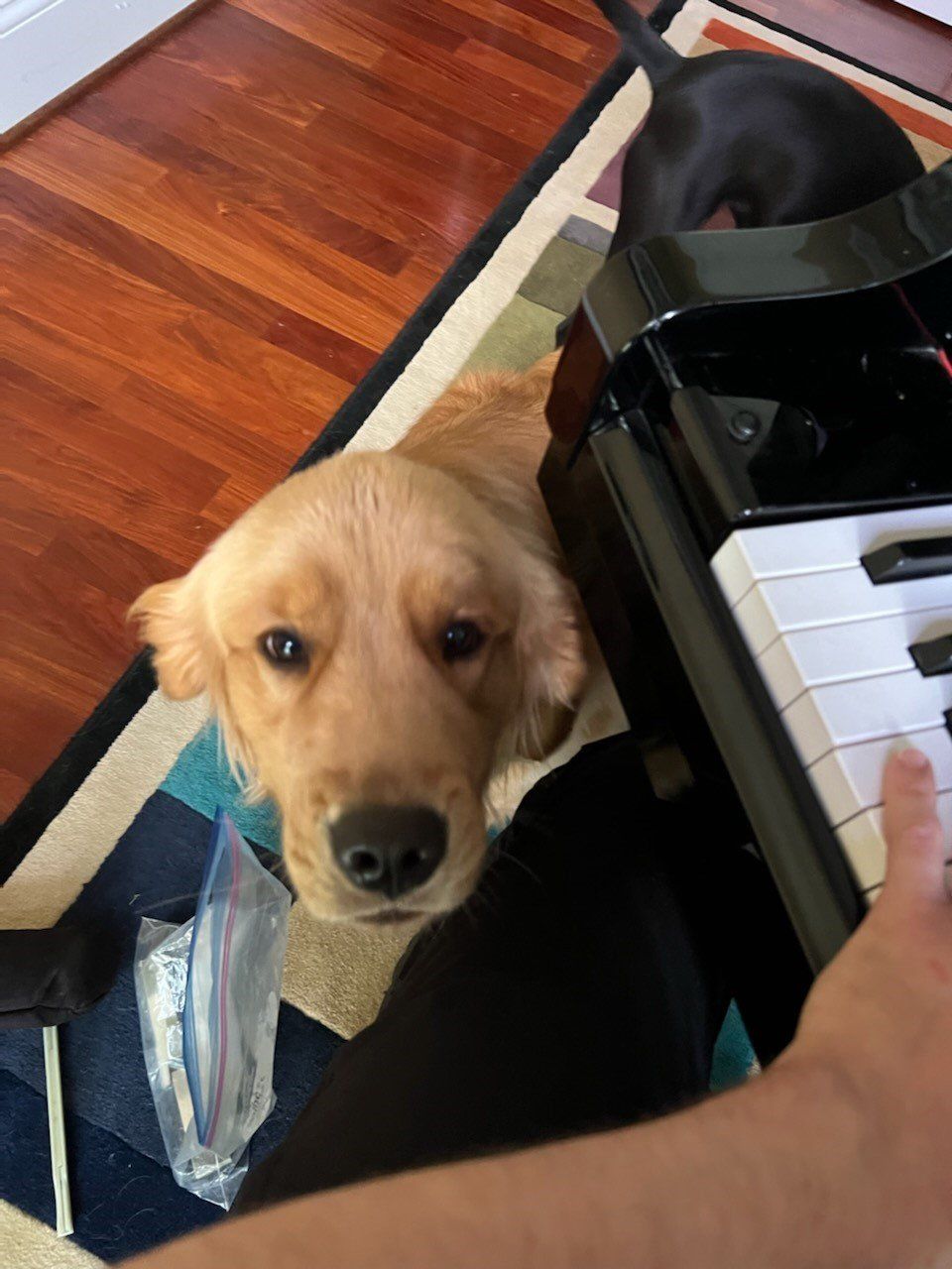 A dog sitting on the floor next to a piano