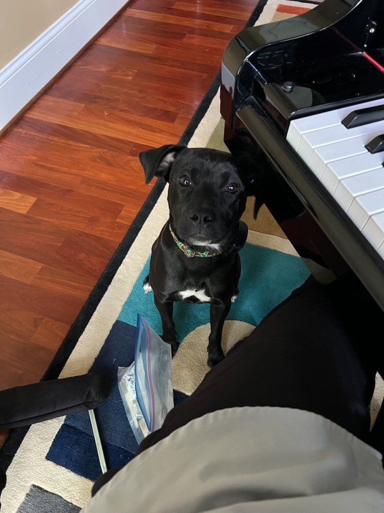 A black dog is sitting on a rug next to a piano.