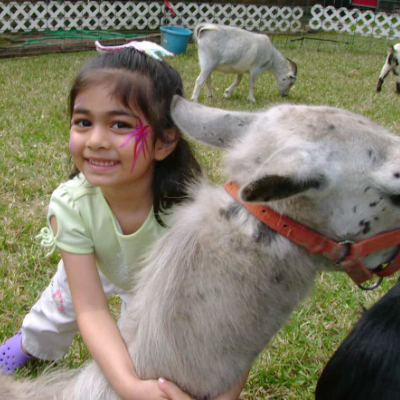 Smiling child in a yard petting a llama, with other llamas in the background