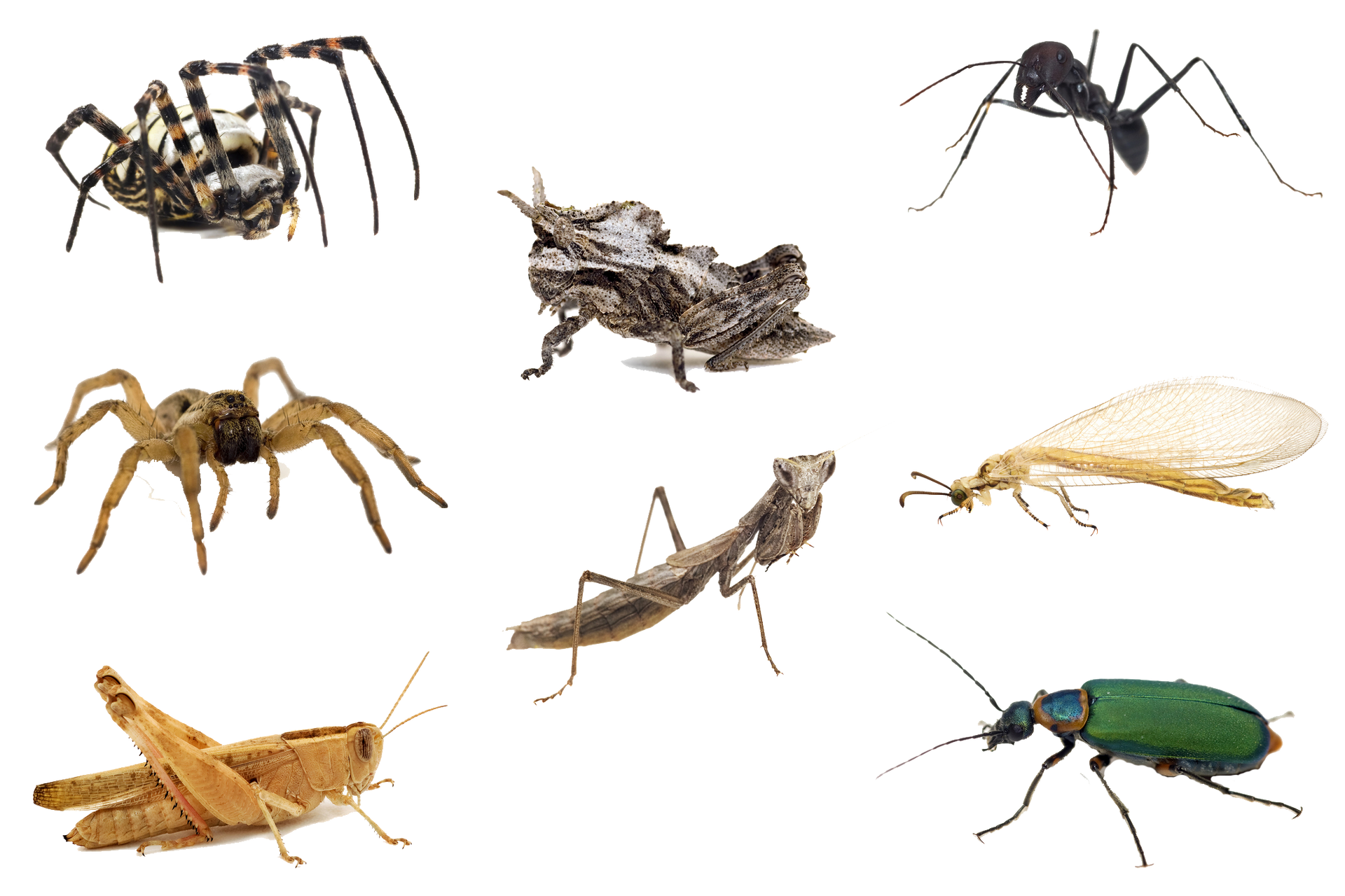 AAA Organic Home Albuquerque, NM AAA Organic Pest