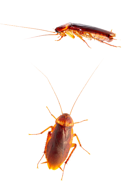 Cockroaches — Albuquerque, NM — AAA Organic Pest Control