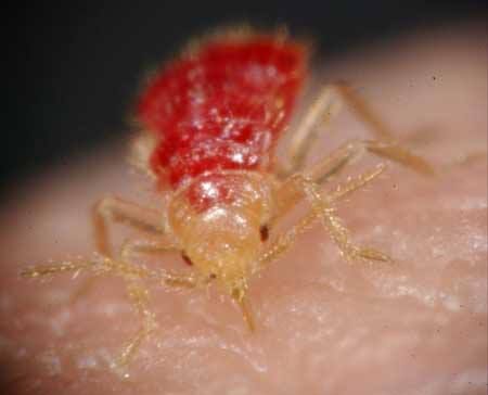 Hand holding a cockroach in front of a blurred suburban house