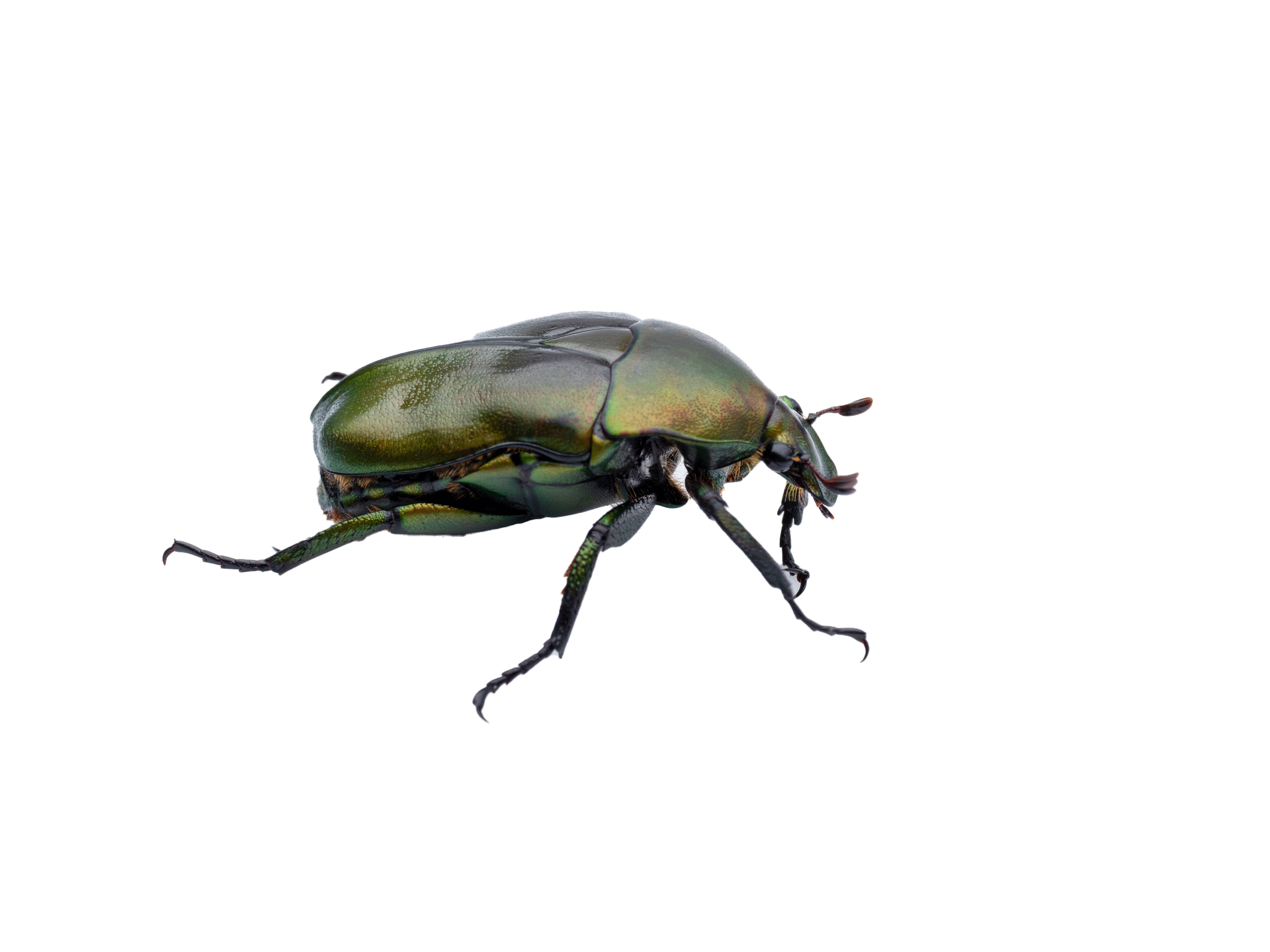 Beetle — Albuquerque, NM — AAA Organic Pest Control