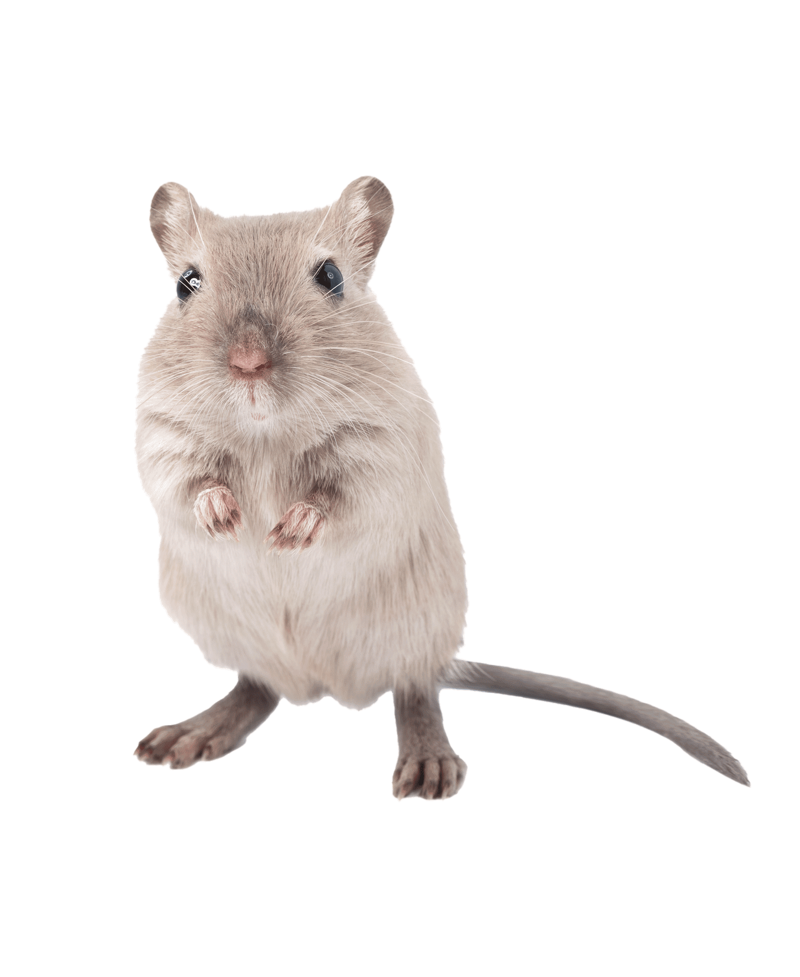 Rodents — Albuquerque, NM — AAA Organic Pest Control
