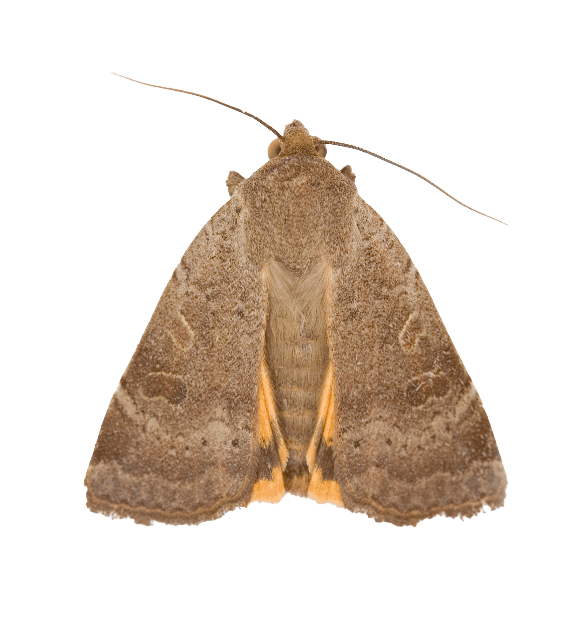 Moth — Albuquerque, NM — AAA Organic Pest Control