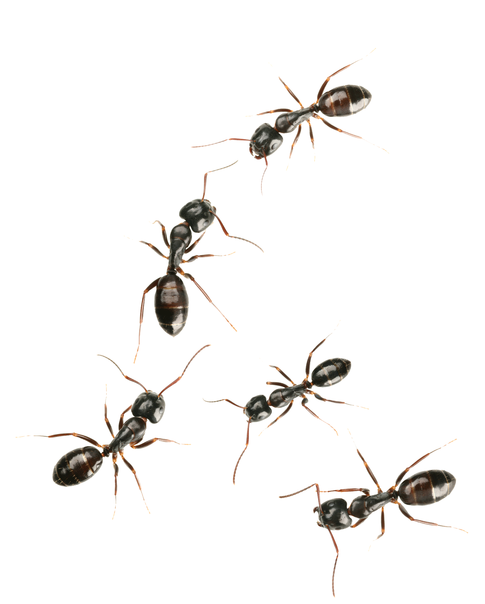 Ants — Albuquerque, NM — AAA Organic Pest Control