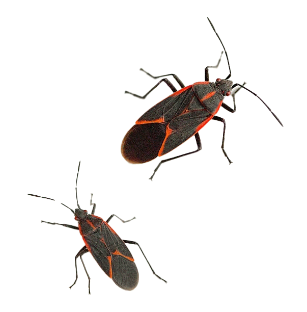 Boxelder Bugs — Albuquerque, NM — AAA Organic Pest Control
