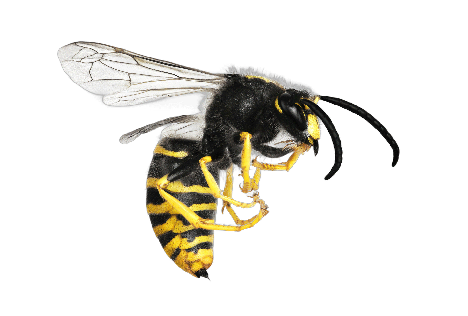 Hornet — Albuquerque, NM — AAA Organic Pest Control