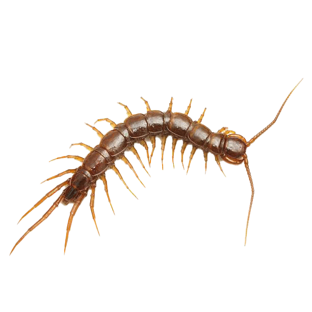 Centipede — Albuquerque, NM — AAA Organic Pest Control