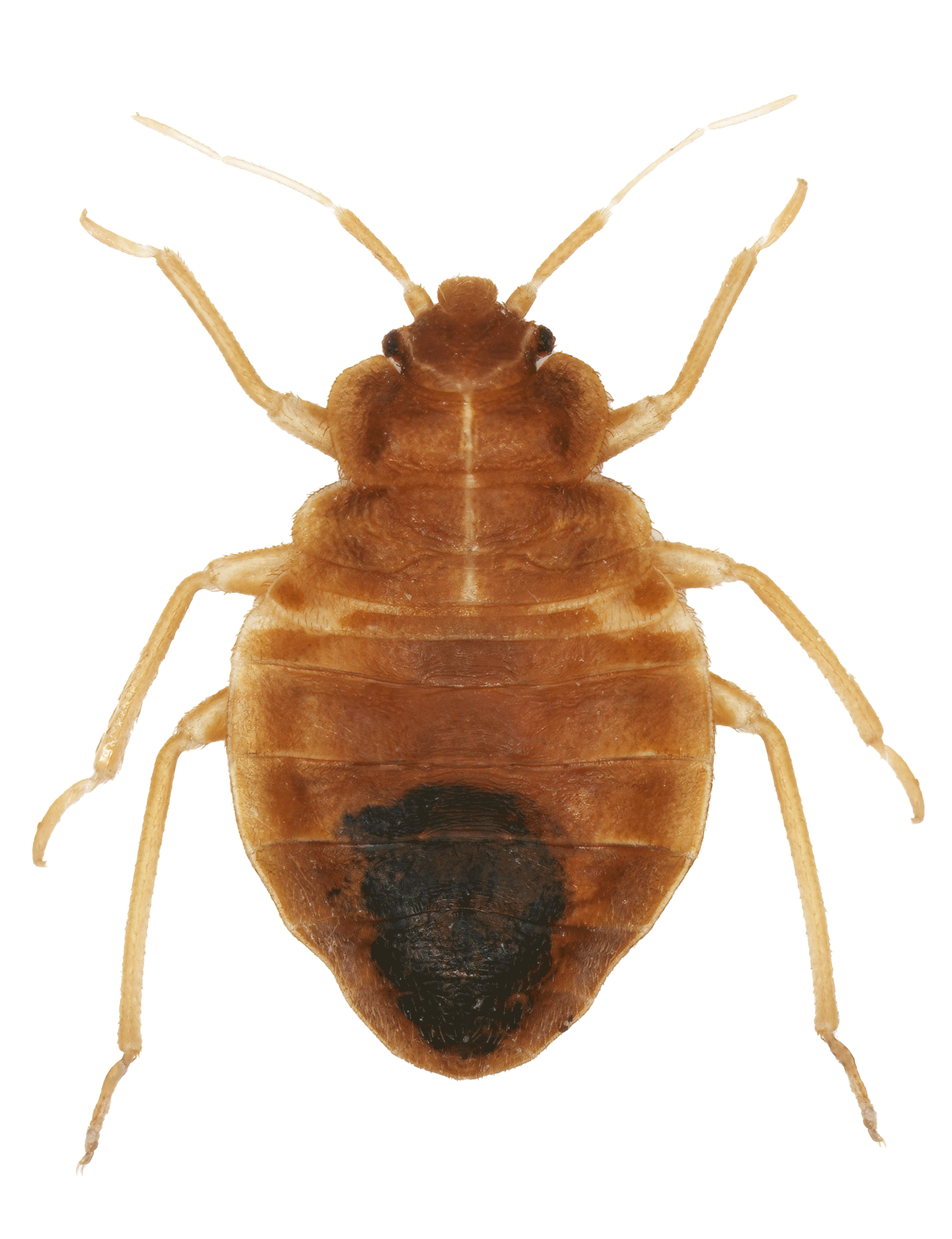 Bed Bug — Albuquerque, NM — AAA Organic Pest Control