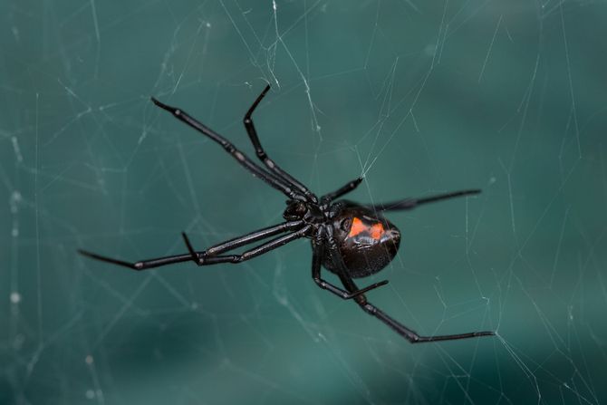 20% Website Discount— Albuquerque, NM — AAA Organic Pest Control