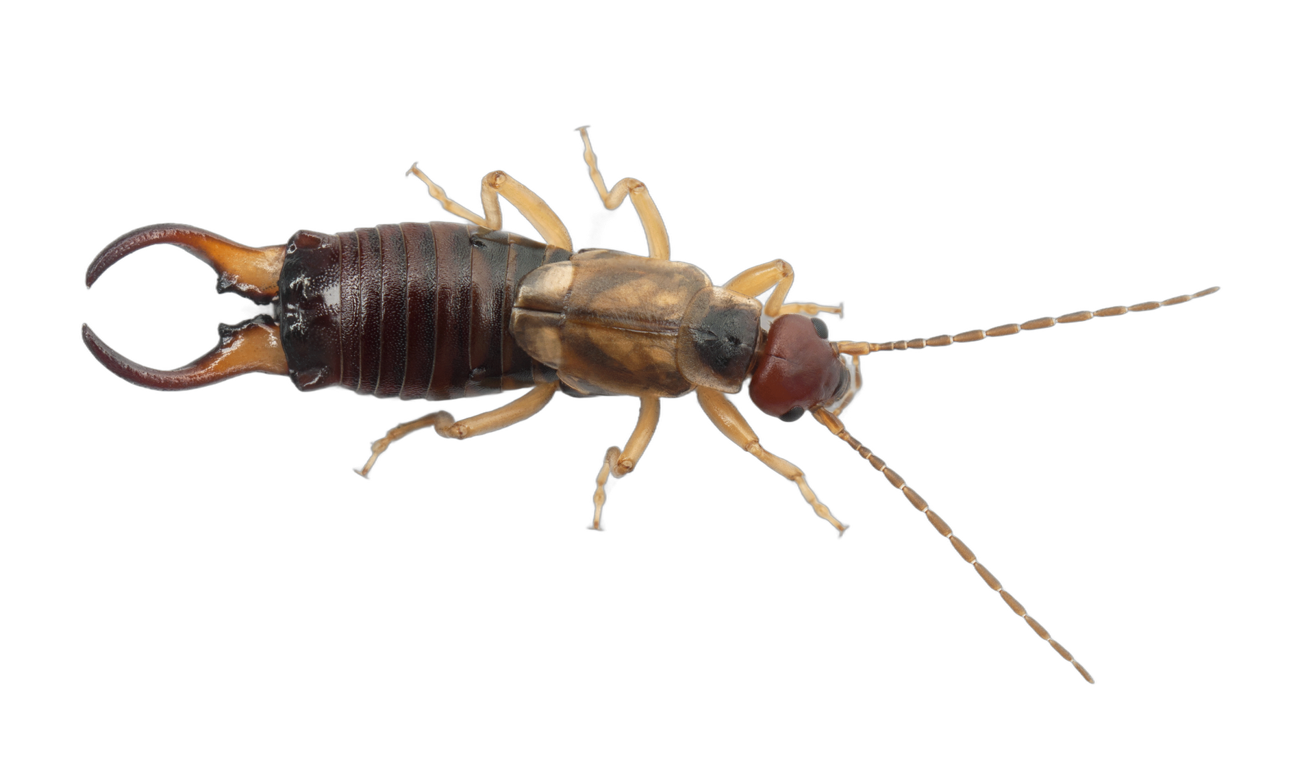 Earwig — Albuquerque, NM — AAA Organic Pest Control