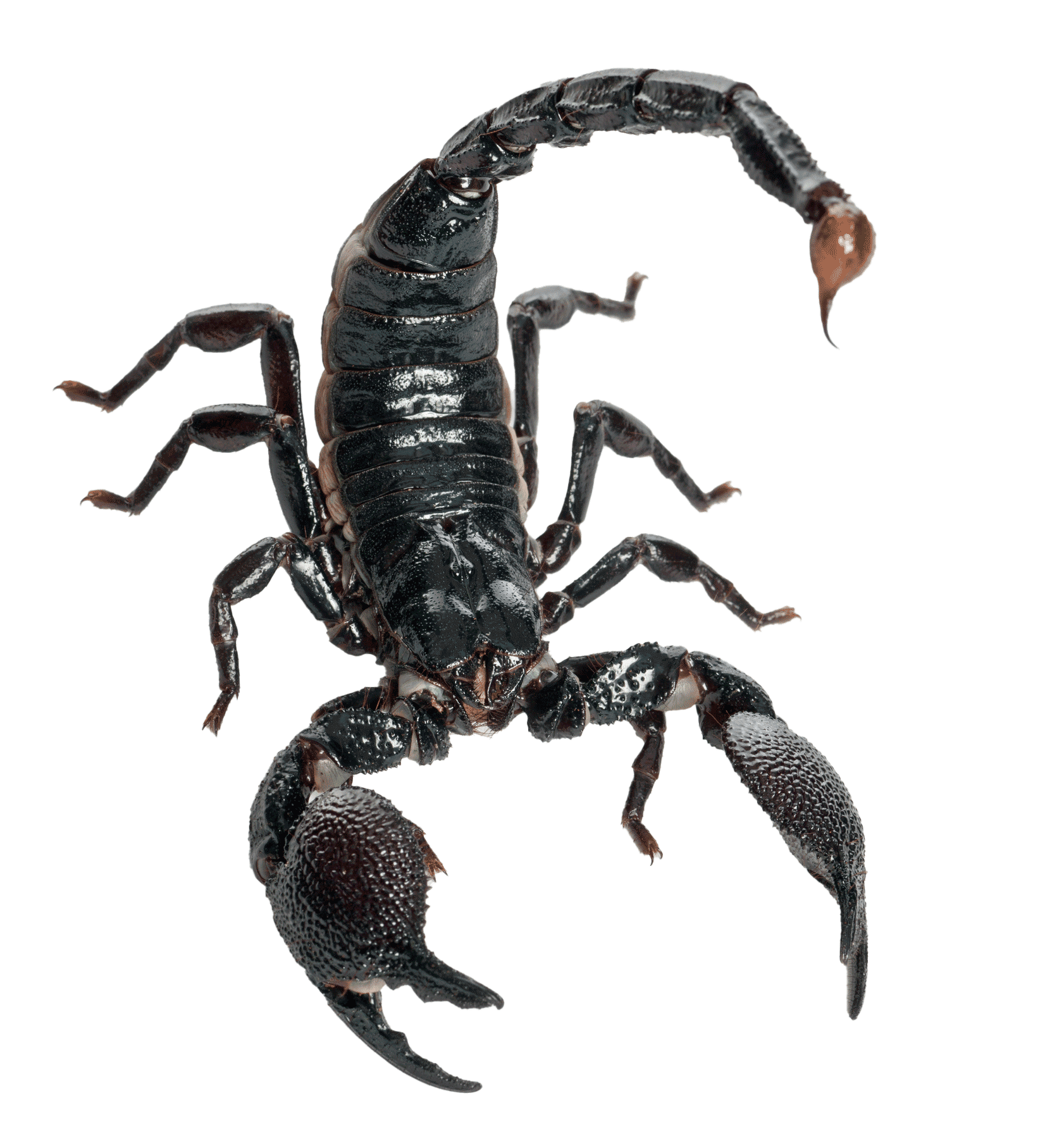 Image Of A Scorpion — Albuquerque, NM — AAA Organic Pest Control
