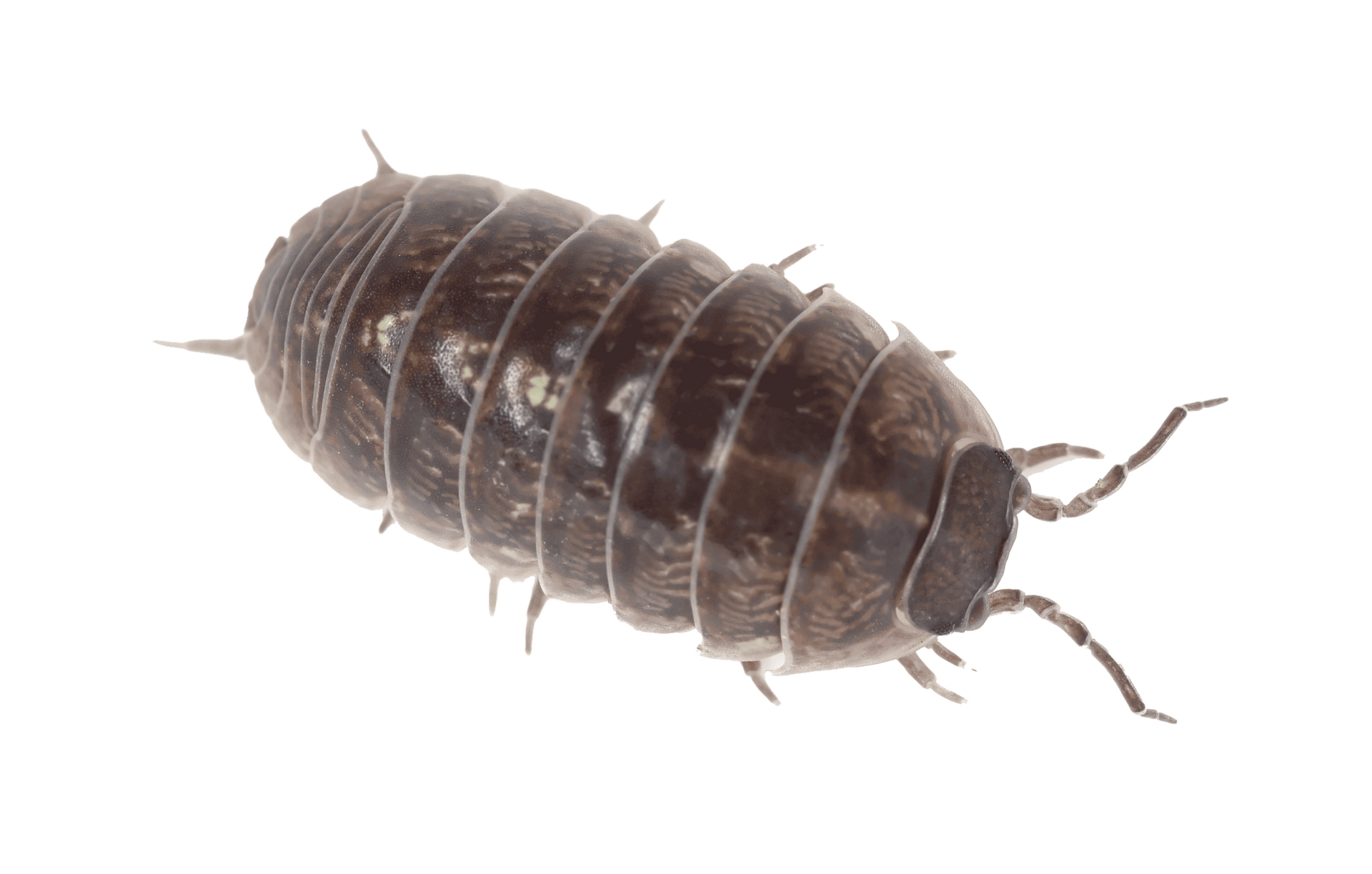 Pillbug — Albuquerque, NM — AAA Organic Pest Control