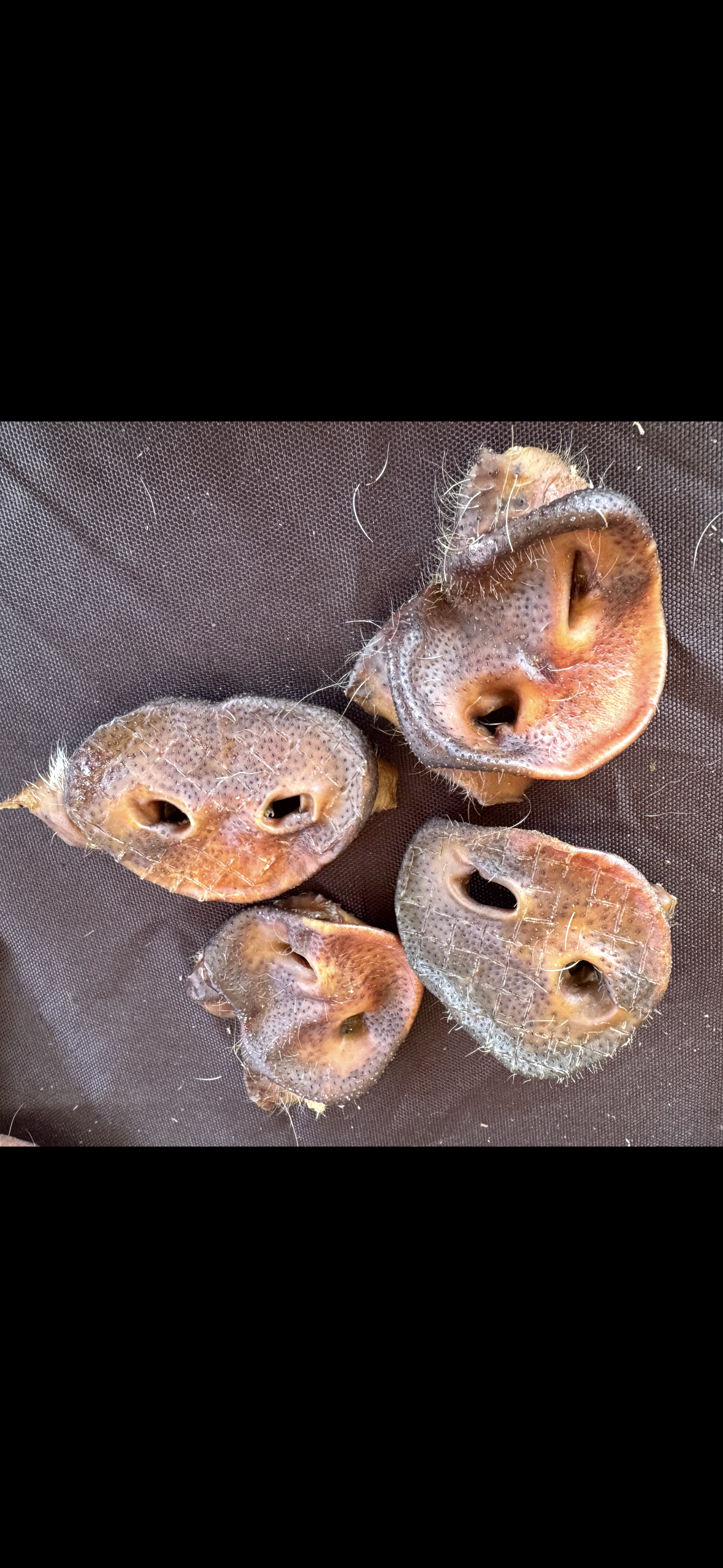 Pig Snout - 4