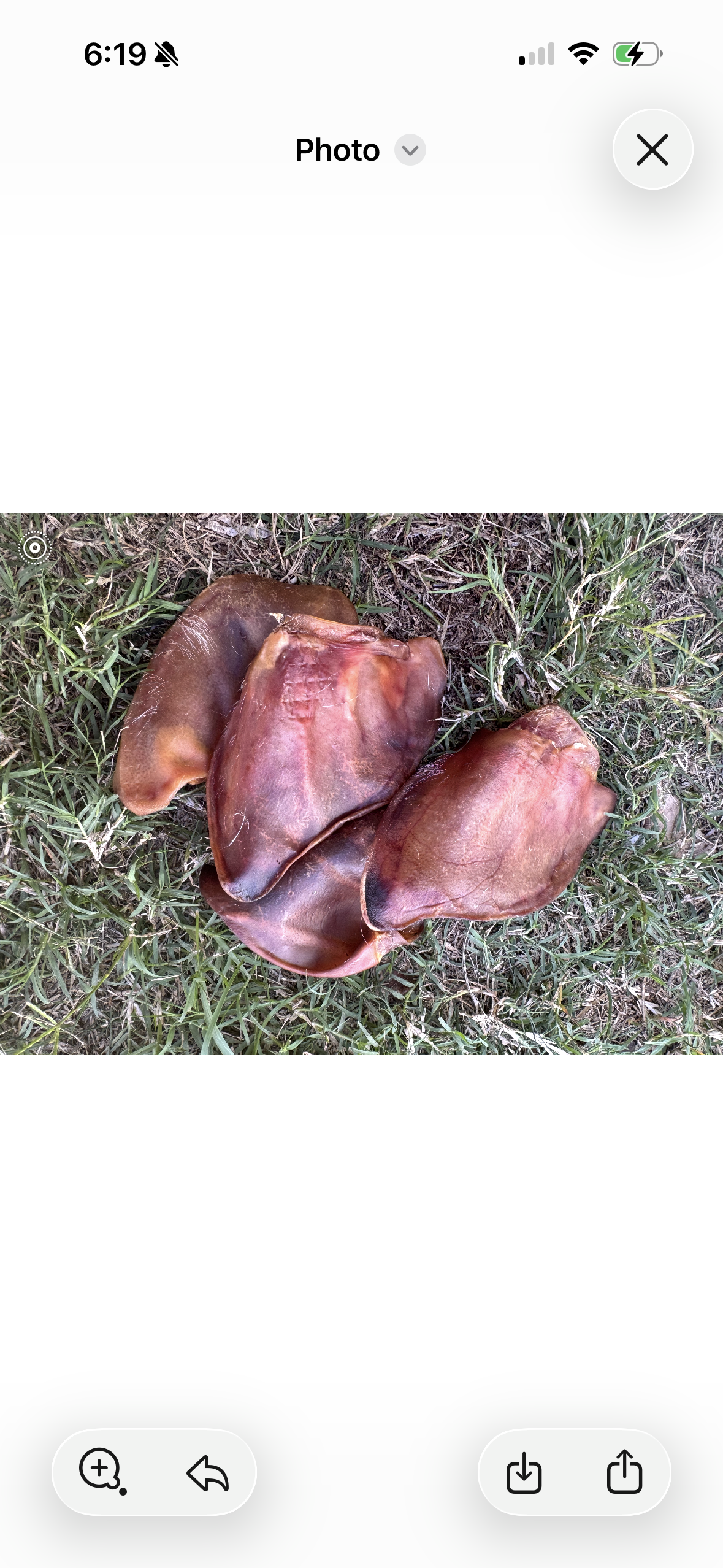 Oink Ears - 4 Pack