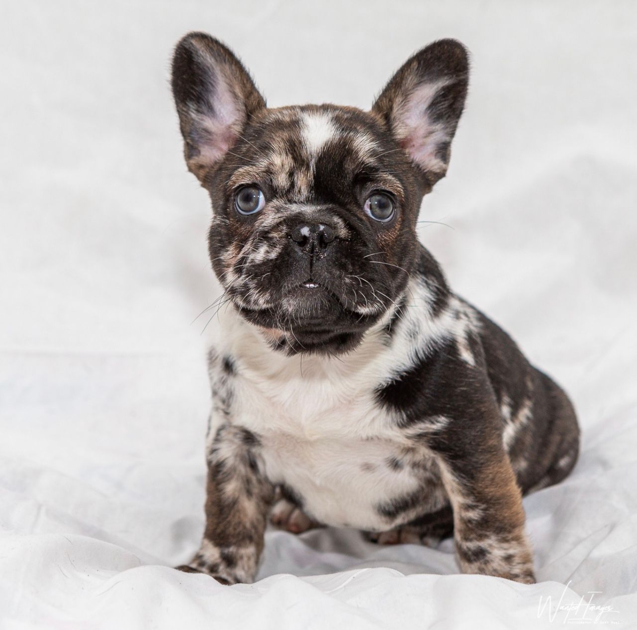 French Bulldog puppy with merle pattern, sitting on white fabric, looking forward.
