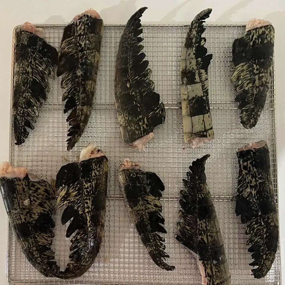 Pieces of alligator tail on a wire rack, showing dark, patterned skin.