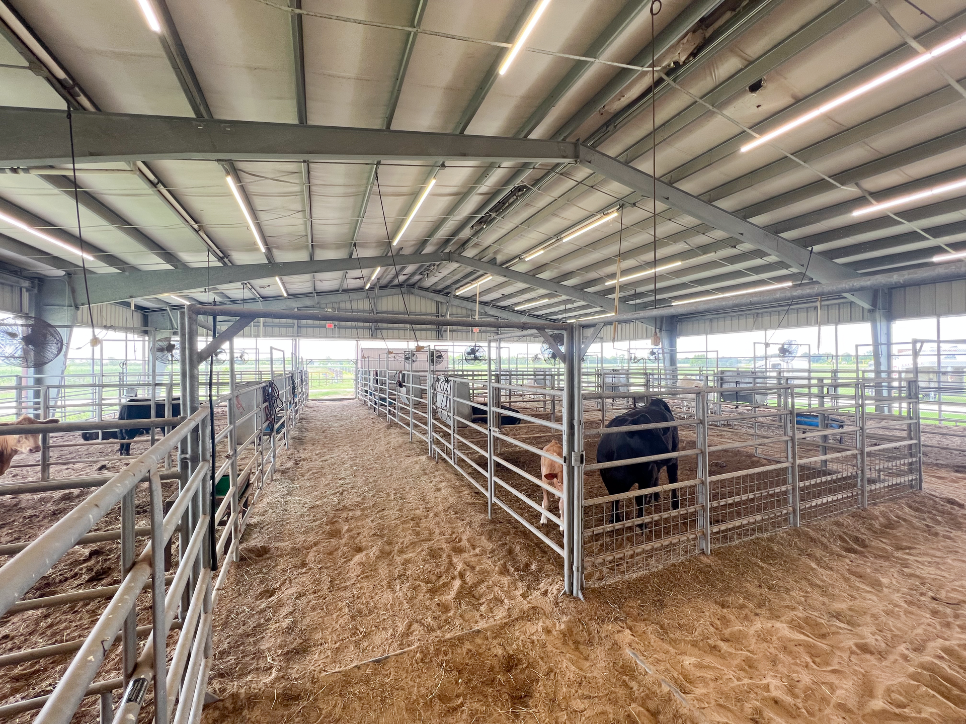 A cow is standing in a pen in a barn.