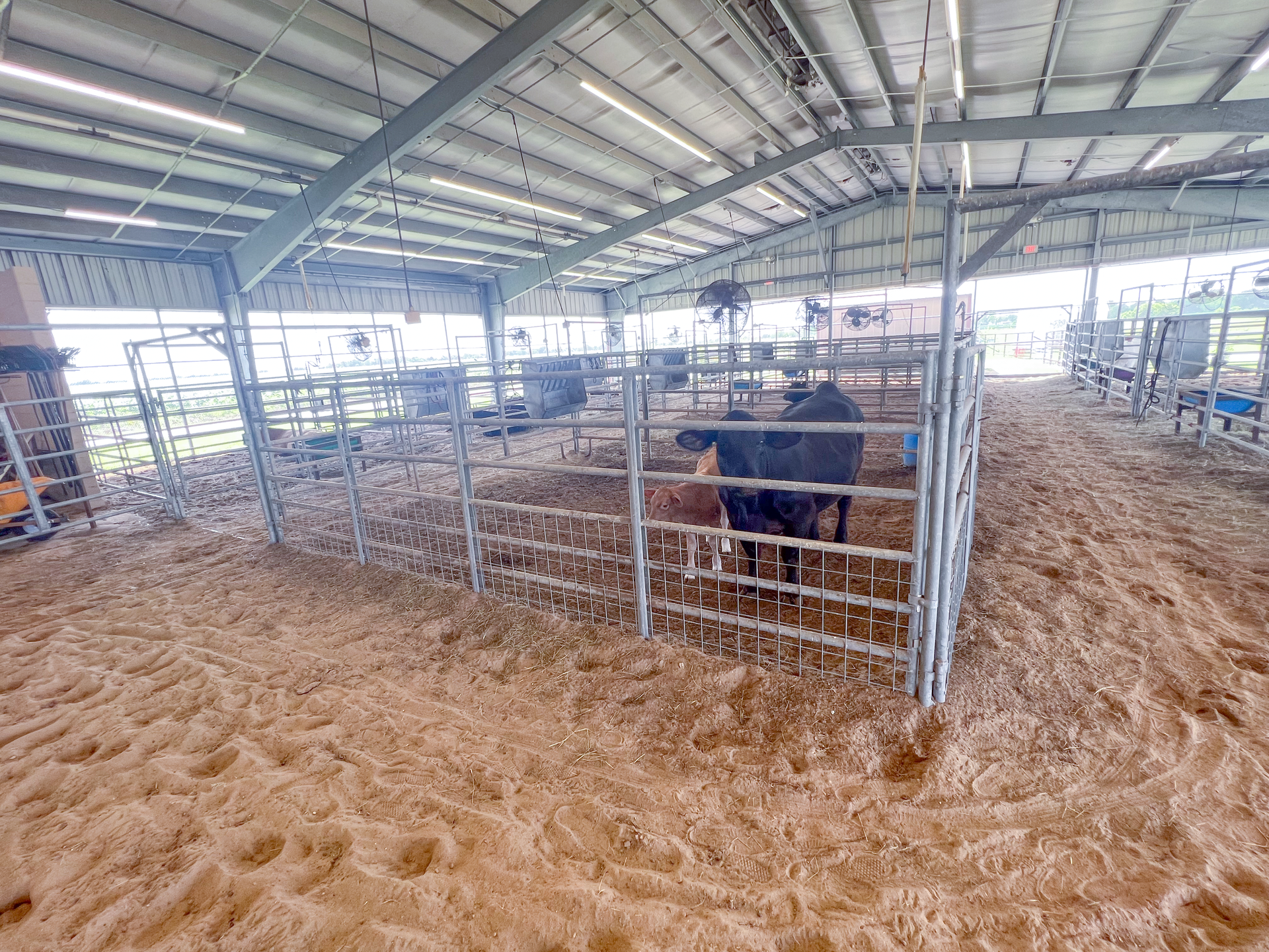 A cow is standing in a pen in a barn.