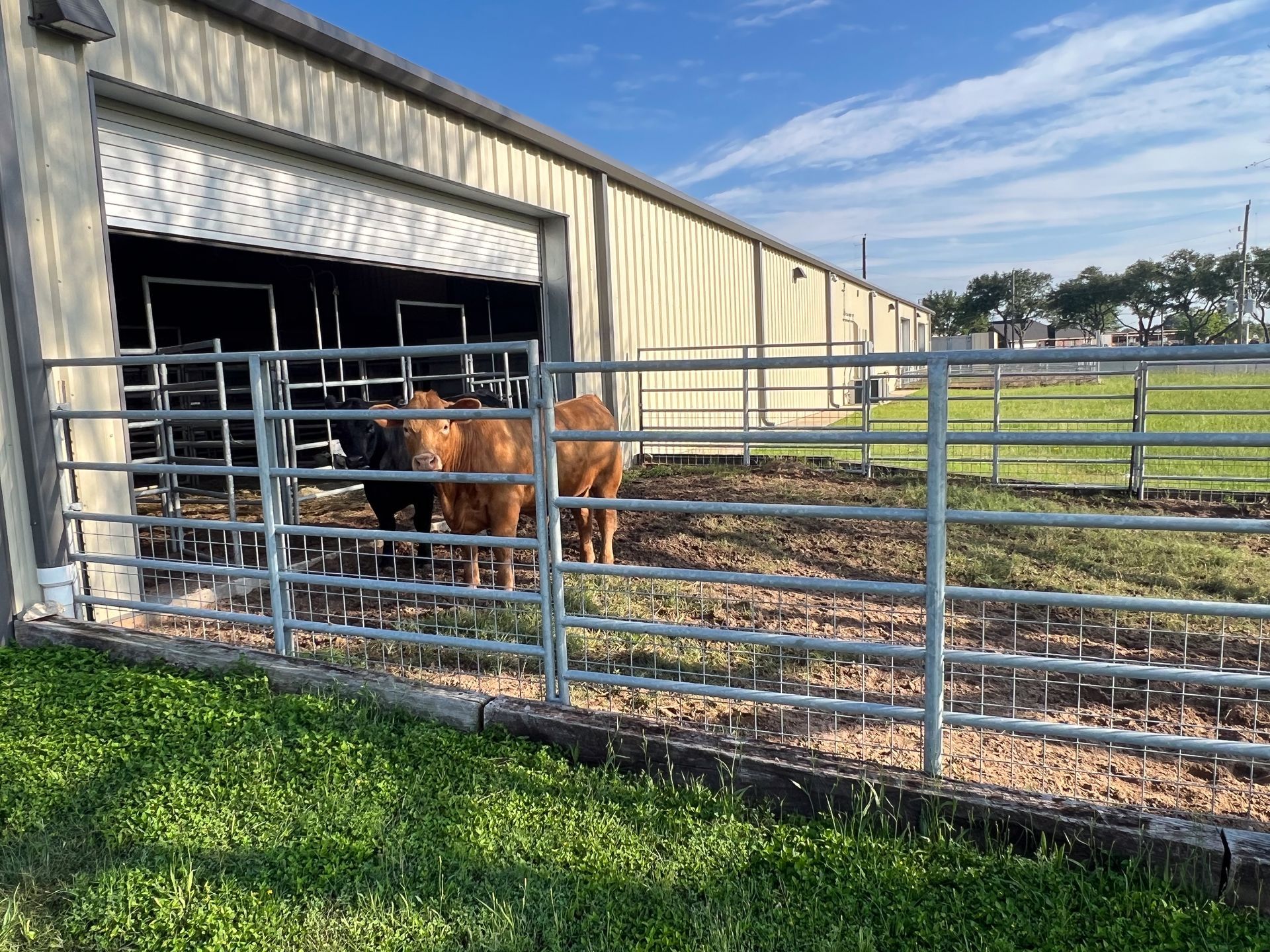 Two cows are standing in a pen in front of a barn.