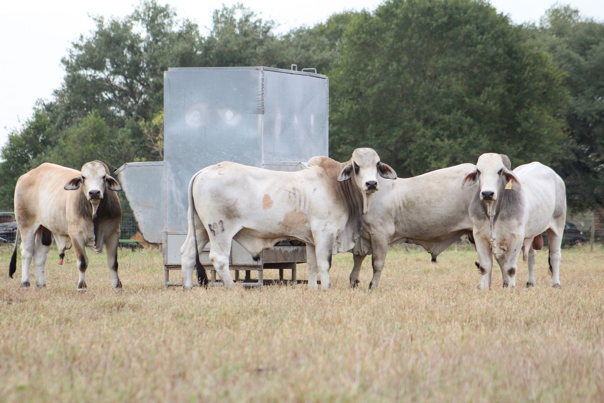 A herd of cows standing in a field with trees in the background