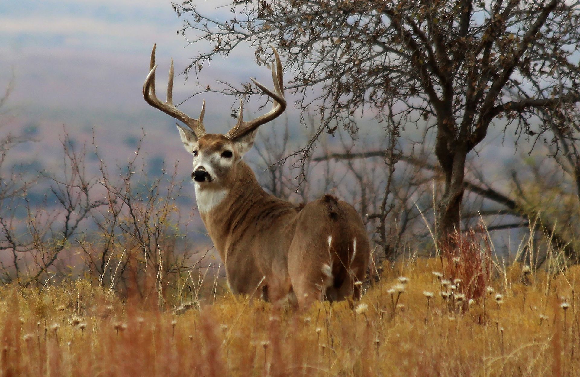 A deer standing in a field with trees in the background