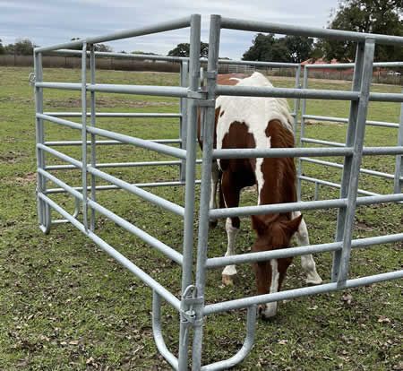 A brown and white horse is eating grass in a pen.