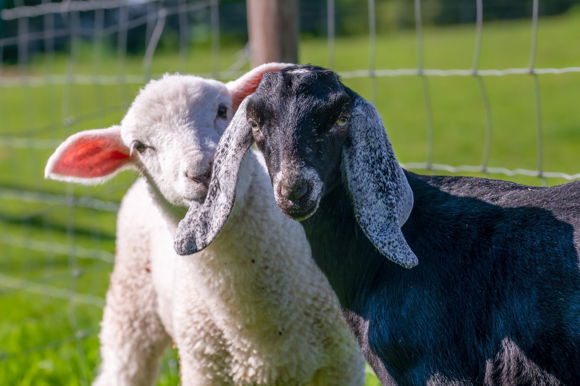 Two sheep are standing next to each other in a field.