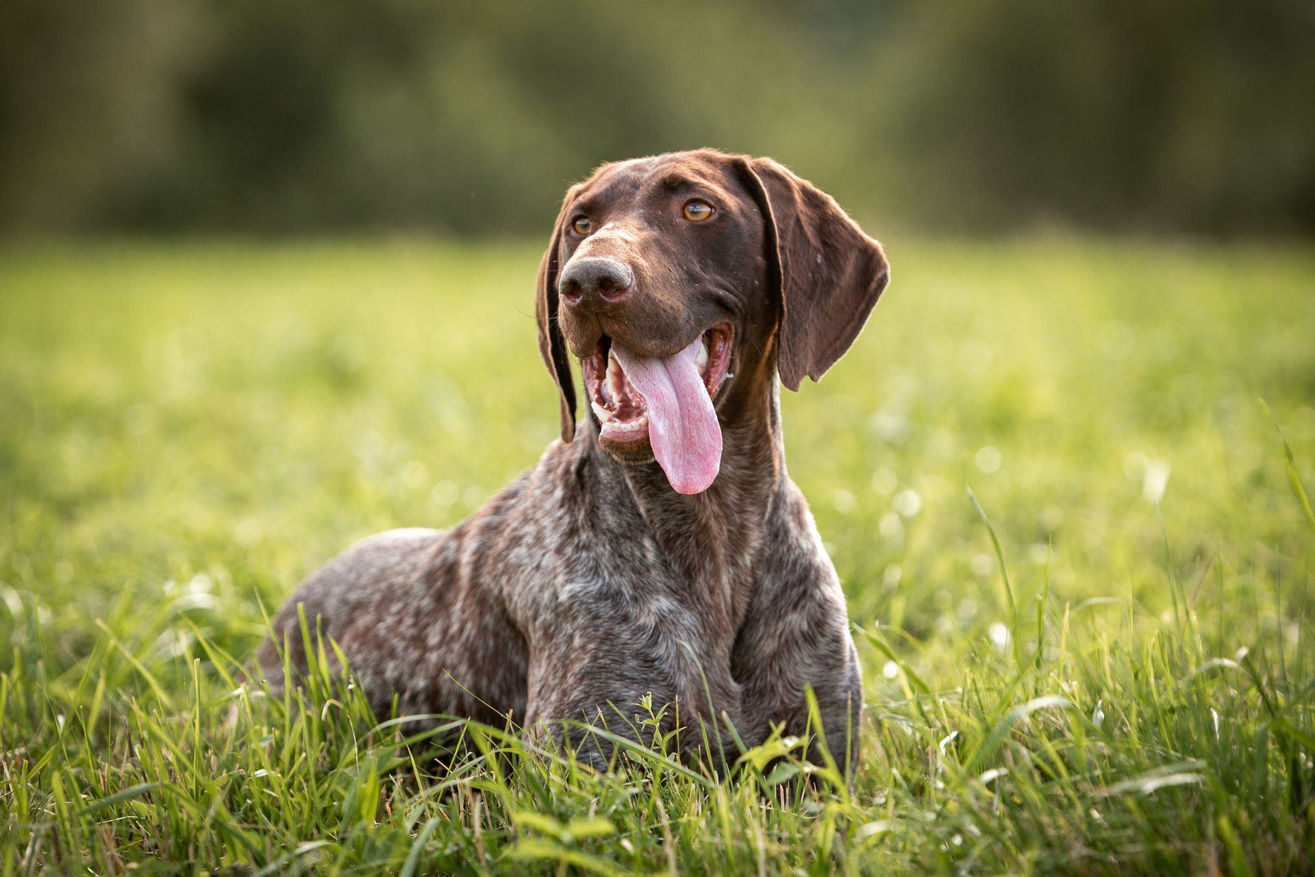 A brown dog is laying in the grass with its tongue hanging out.