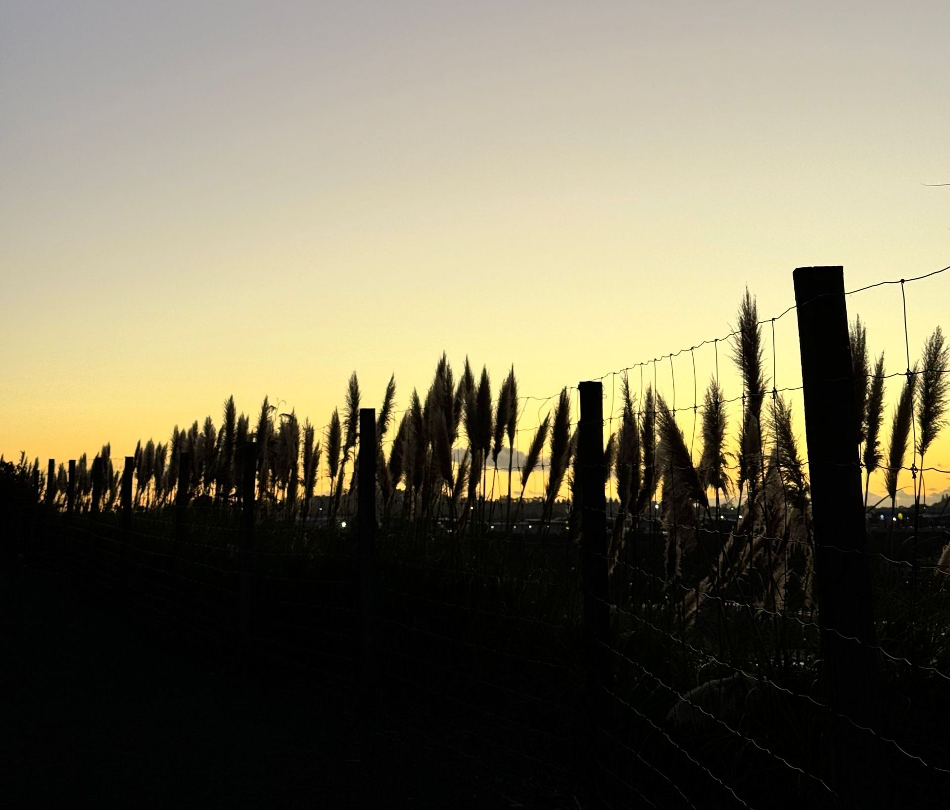 Silhouette of tall grass along a fence against a yellow and orange sunset.