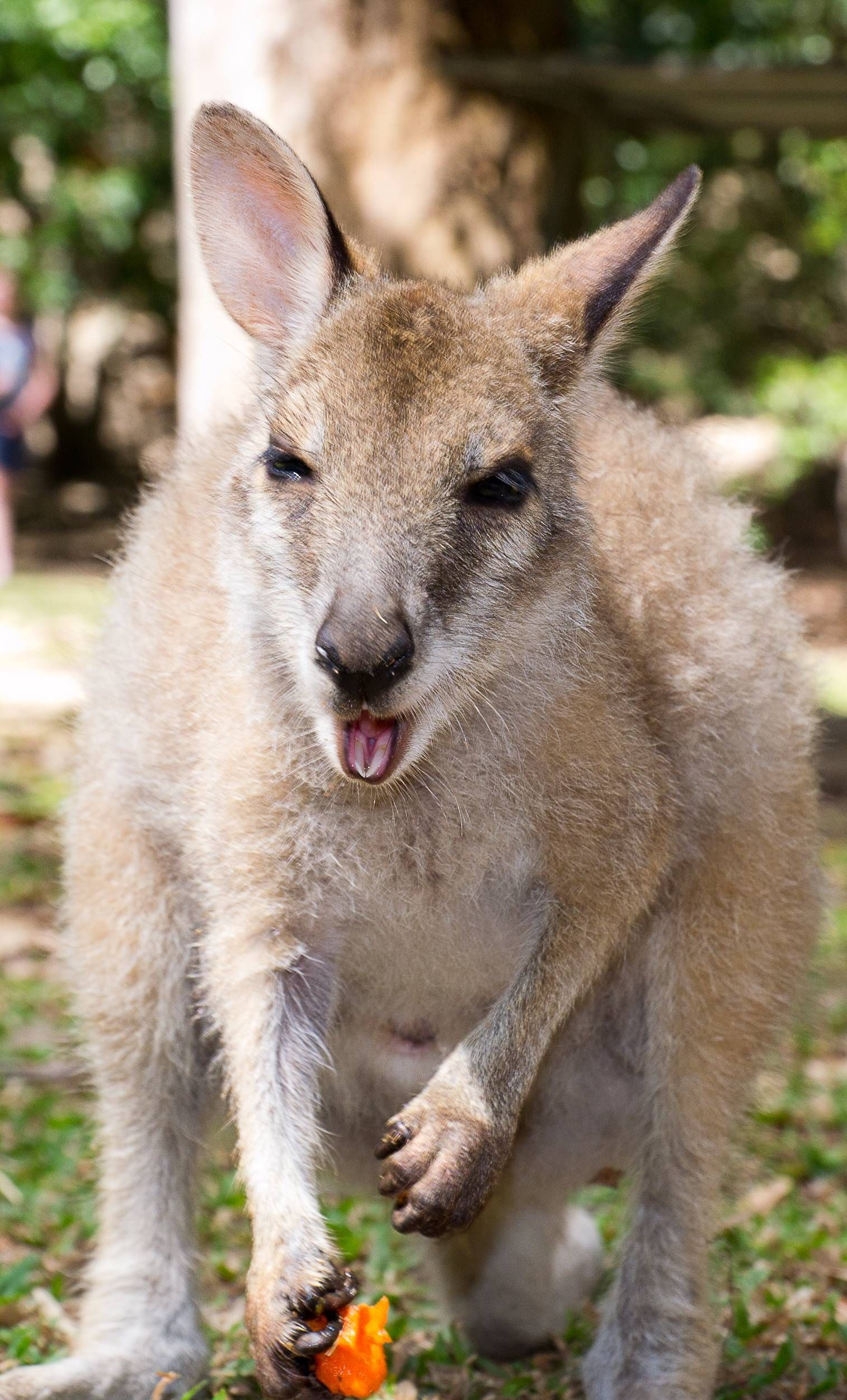 A kangaroo is standing in the grass with a flower in its mouth.