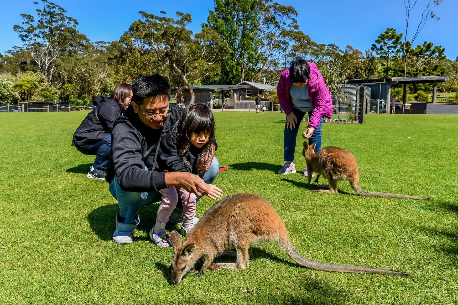 A man and two children are feeding kangaroos in a field.