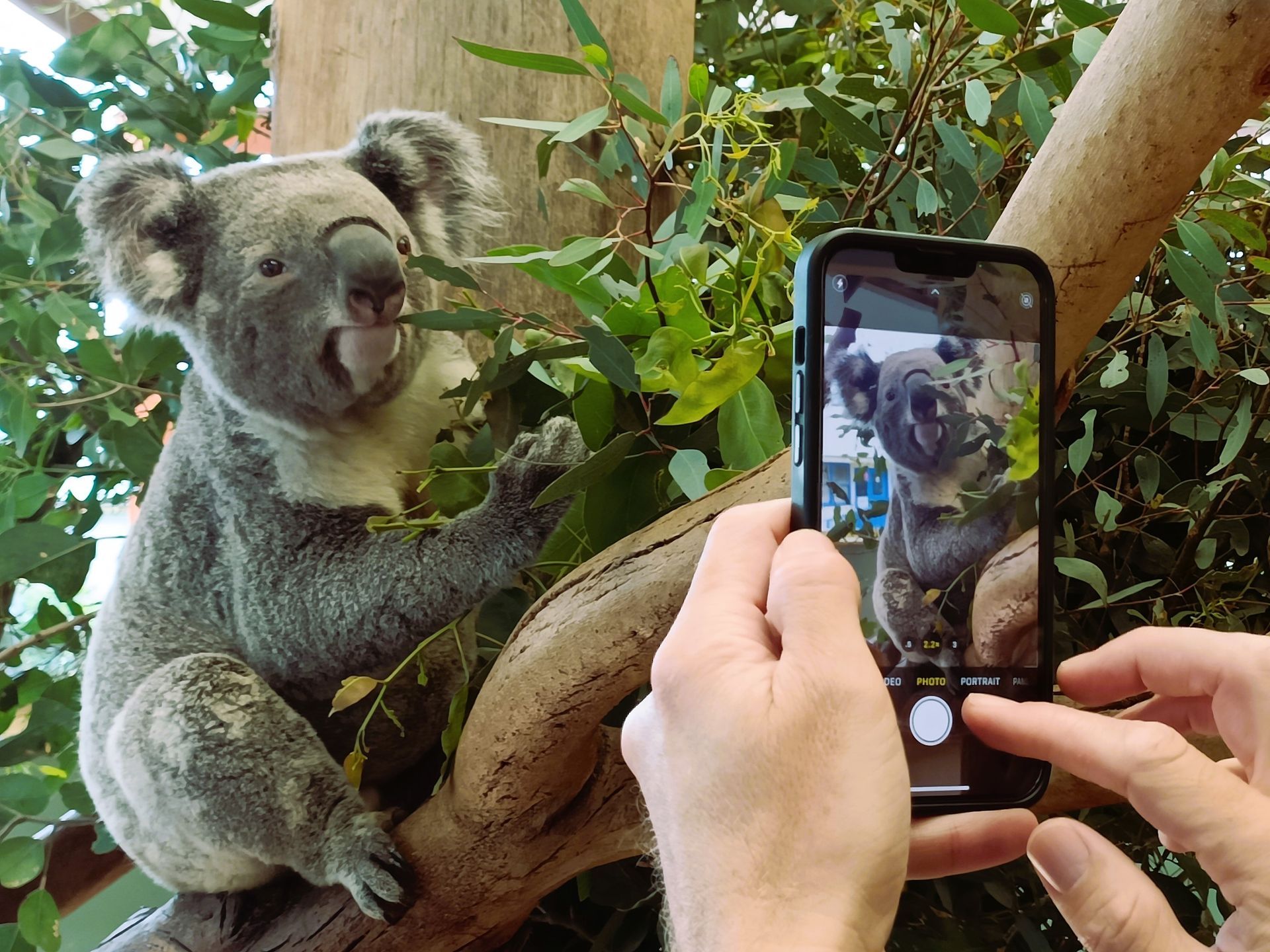 A person holding a phone captures a photo of a koala sitting among green leaves on a tree branch.