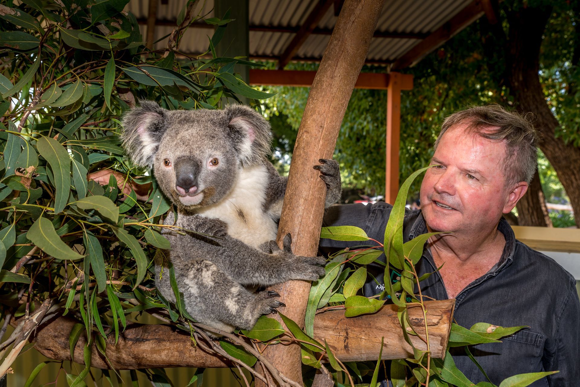 Cute koalas