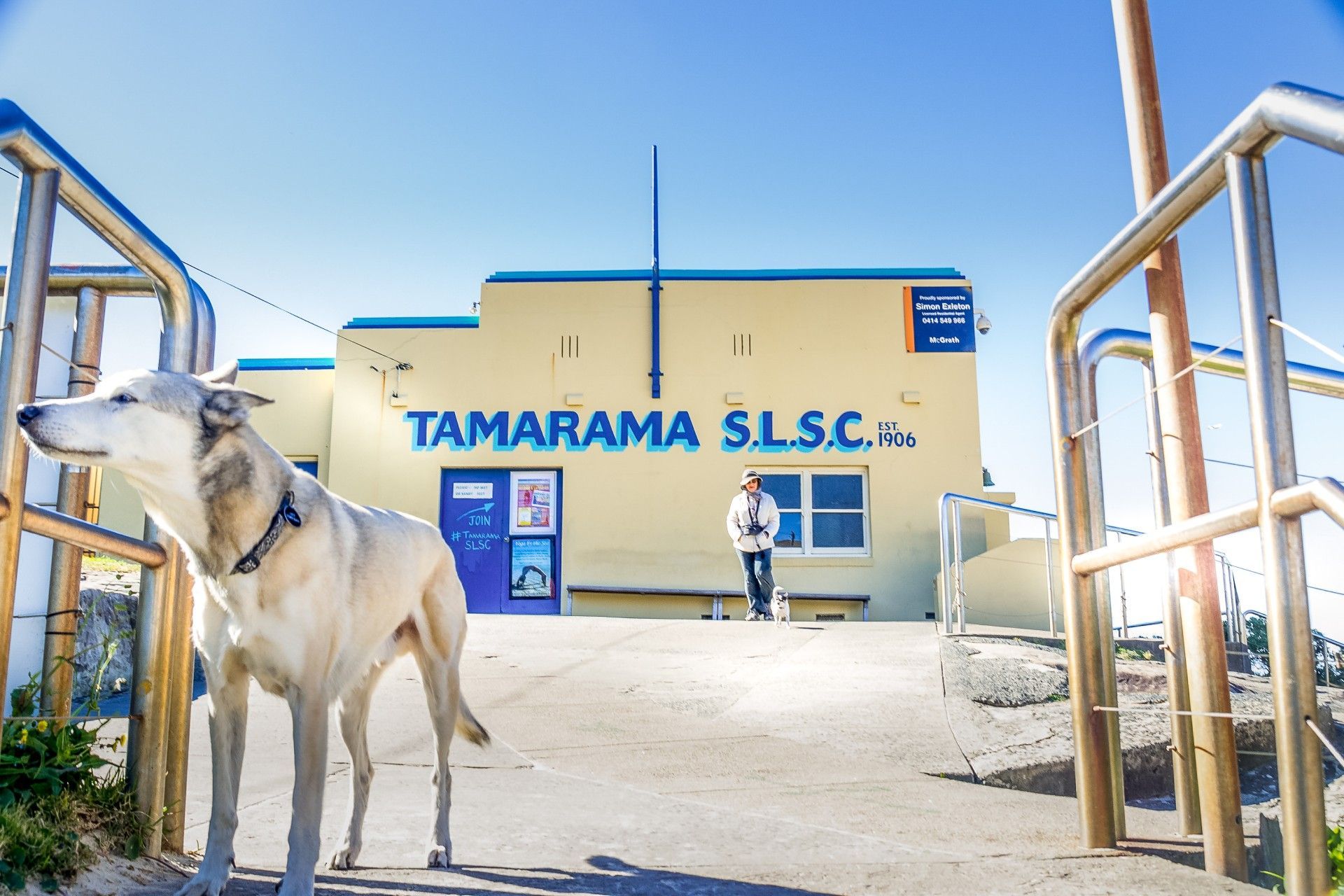 A dog standing in front of a building that says tamarama slsc