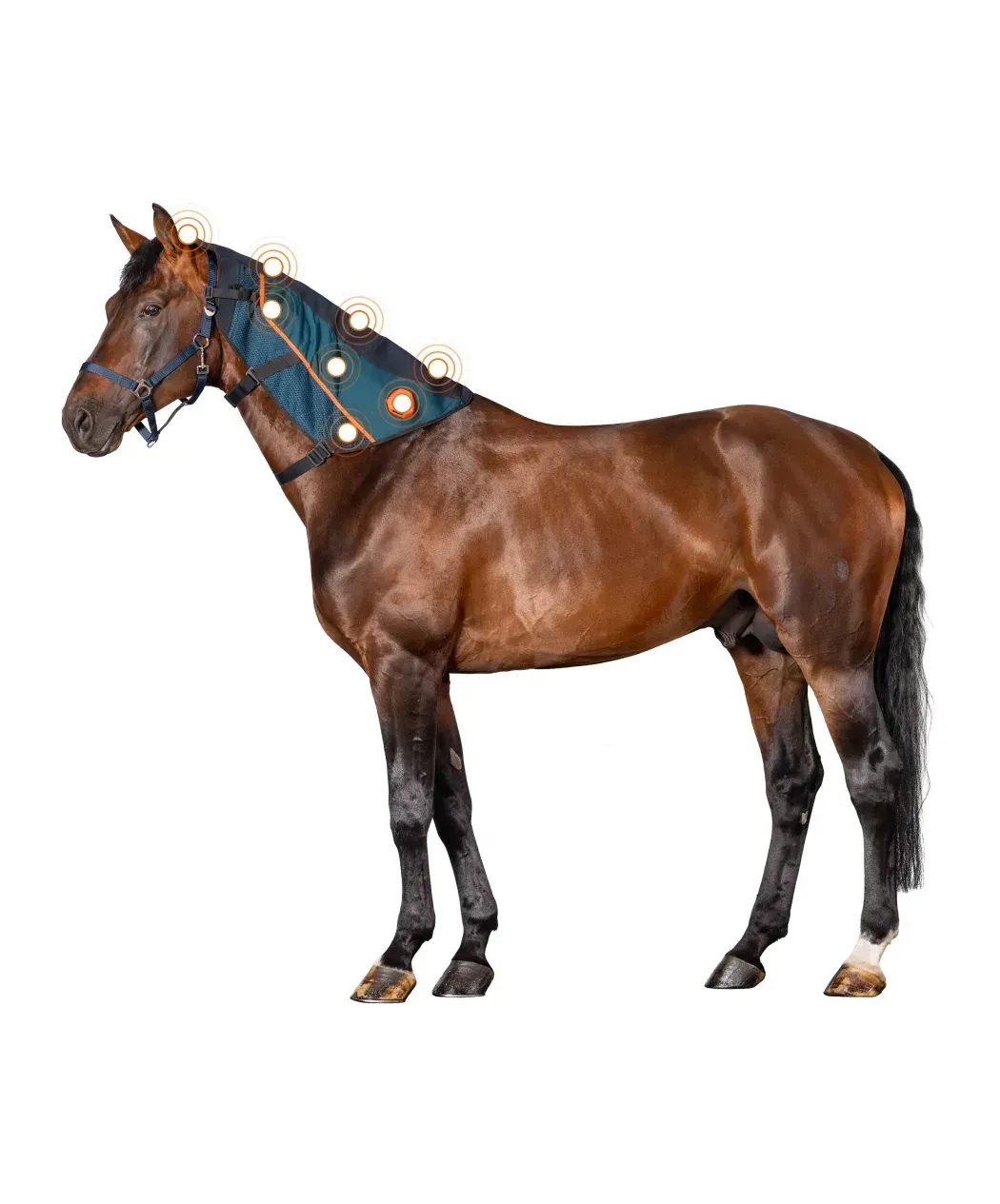 BEMER Horse Rug, BEMER Neck applicator, BEMER Vet Set, BEMER Therapy, BEMER Horse Blanket
